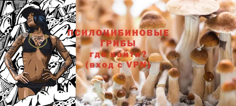 Галлюциногенные грибы Cubensis  хочу наркоту  Болгар 